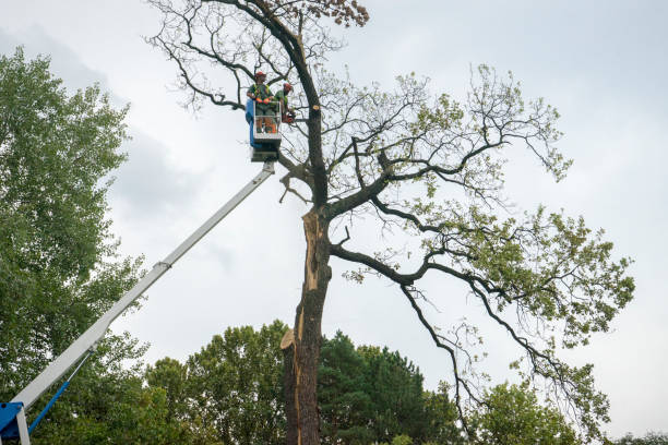 How Our Tree Care Process Works  in  Rheems, PA